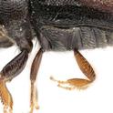 loquat killing beetle