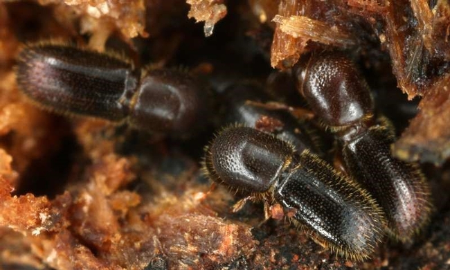 ambrosia beetles