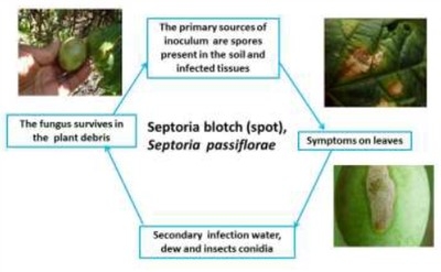 passionfruit septoria disease cycle