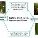passionfruit septoria disease cycle