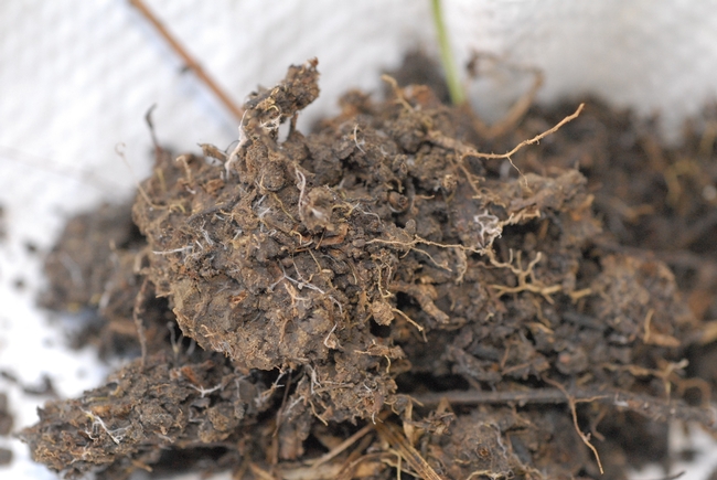 soil texture granular