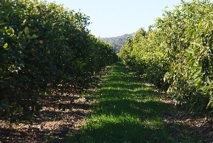 citrus cover crop