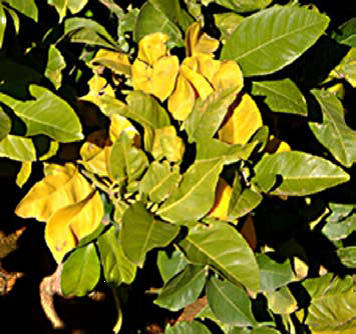 citrus winter yellows