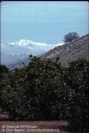 citrus and mountains