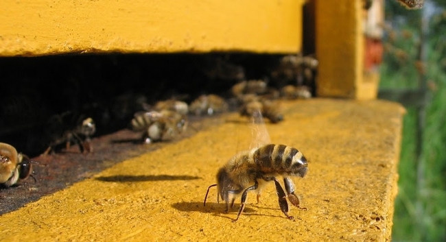 honeybee at hive