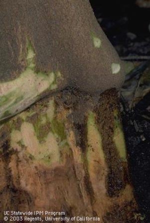 dry root rot stained wood