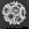 spiny pollen