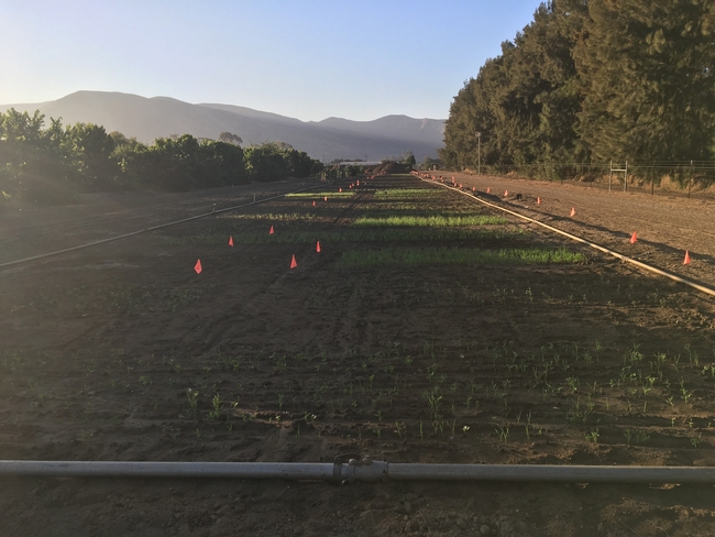 cover crop trial 8-30-2019 2