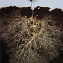 root system in the soil
