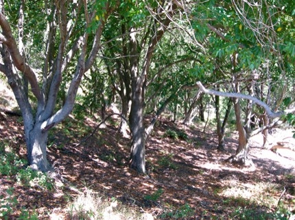 bay laurel forest