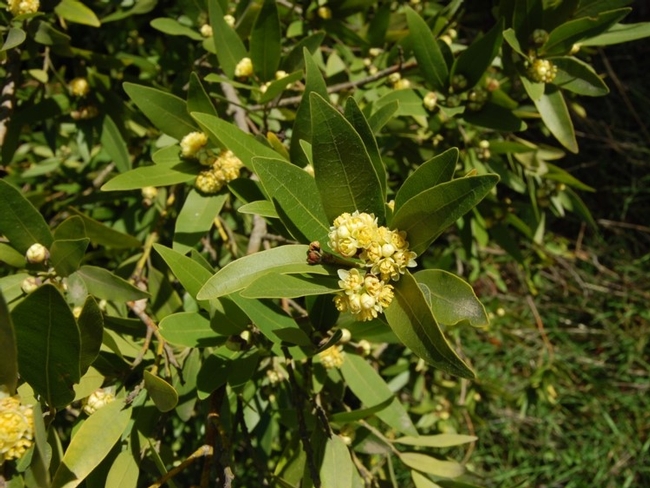 Umbellularia californica  flower