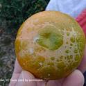 citrus trhips scarring to mandarin