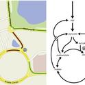 road map of hlb metabolism