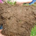 soil pores