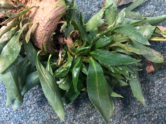 myoporum leaves and growth