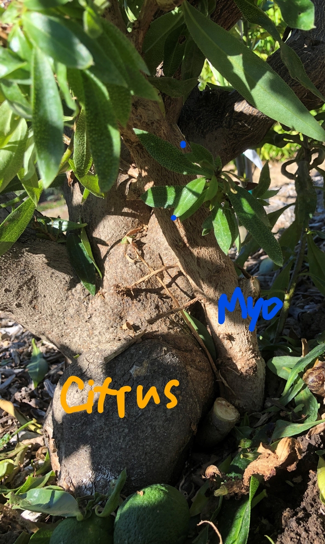 myoporum trunk citrus (2) LI