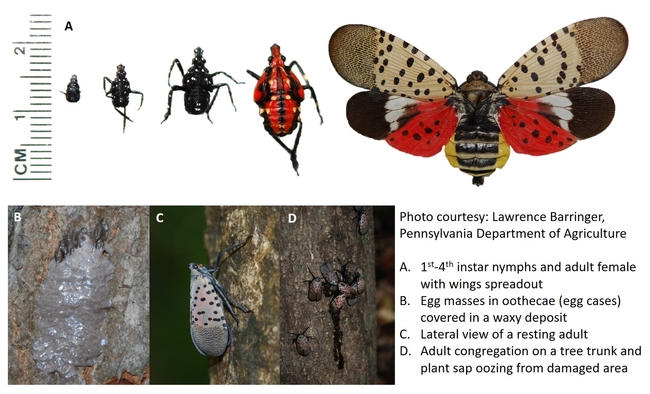 lantern fly life stages