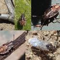false chinch bug composite
