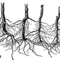 interconnected root system