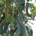 avocado stem damage frost