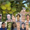 UCR citrus group