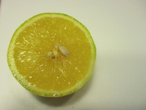citrus cross section