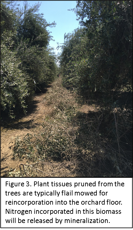 olive pruning