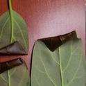 leaf roller avocado