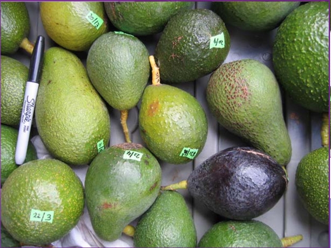 avocado diversity