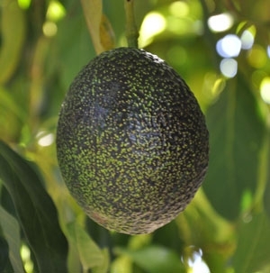 avocado fruit