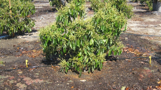 avocado in bloom