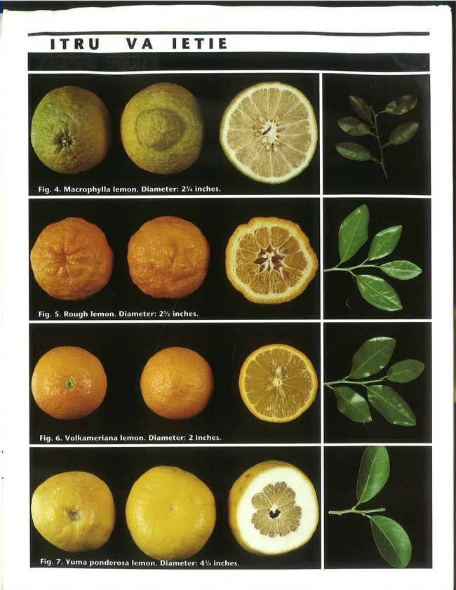 citrus rootstock pictures