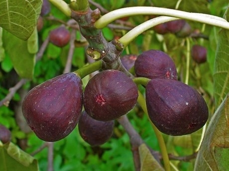 figs on tree