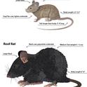 rat picture