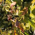 frost damage leaves