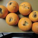 mandarin breakdown peel