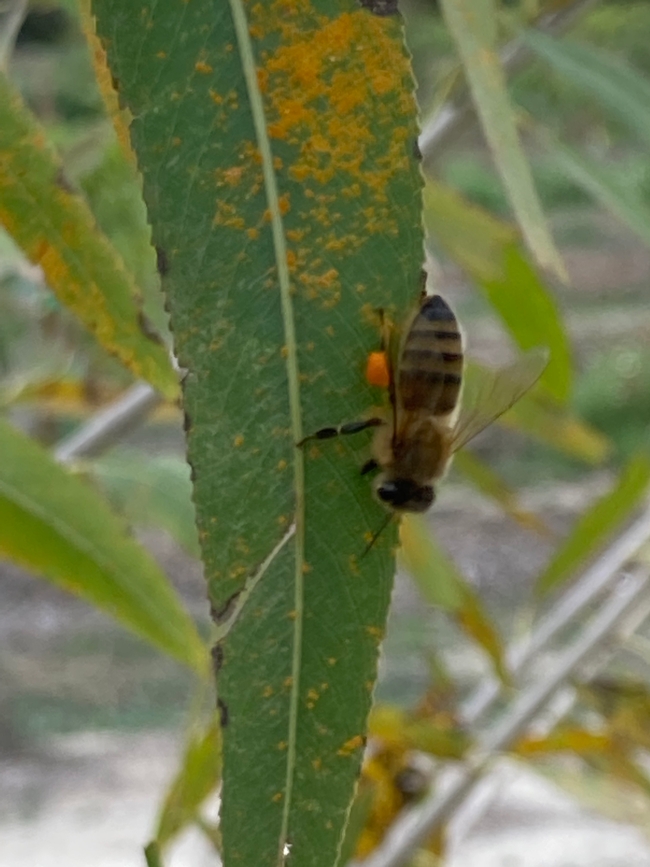 honeybee collecting rust