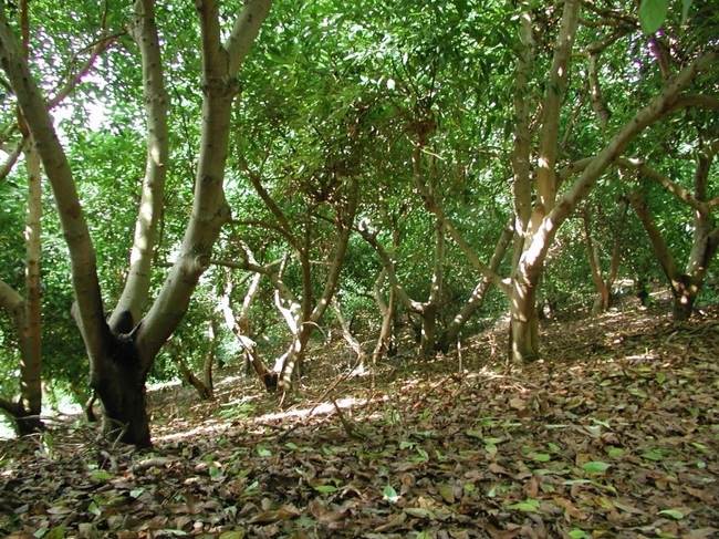 avocado forest