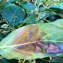 avocado frost leaf
