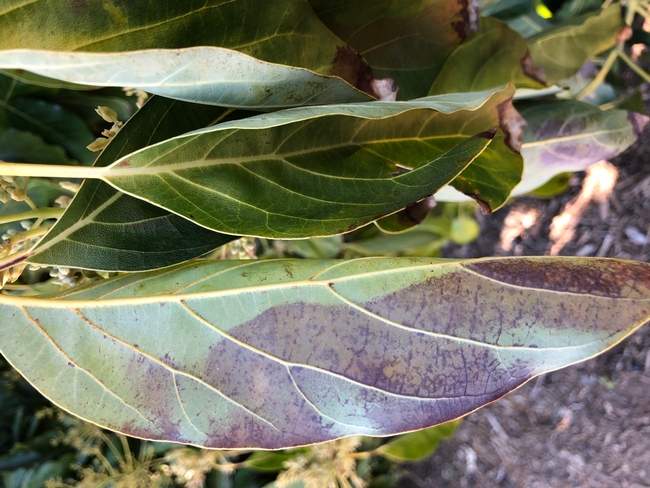 avocado frost leaf 2