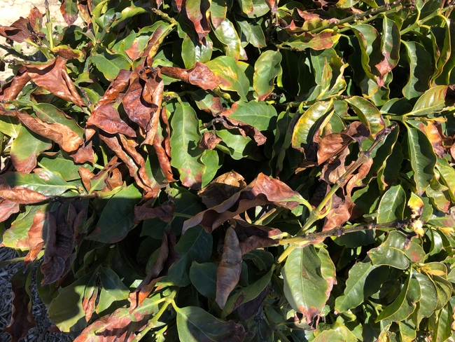 coffee frost damage close
