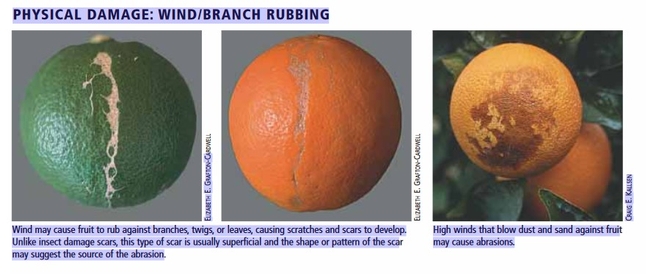 citrus fruit disorders