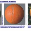citrus fruit disorders