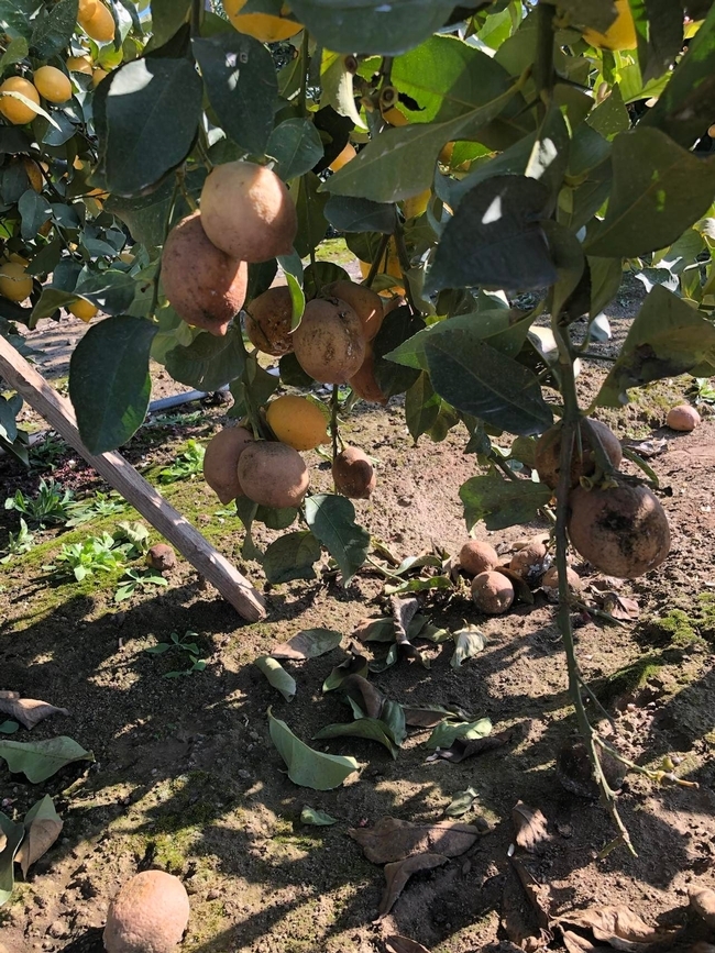 citrus mealybug fruit cluster