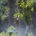 irrigATING CITRUS