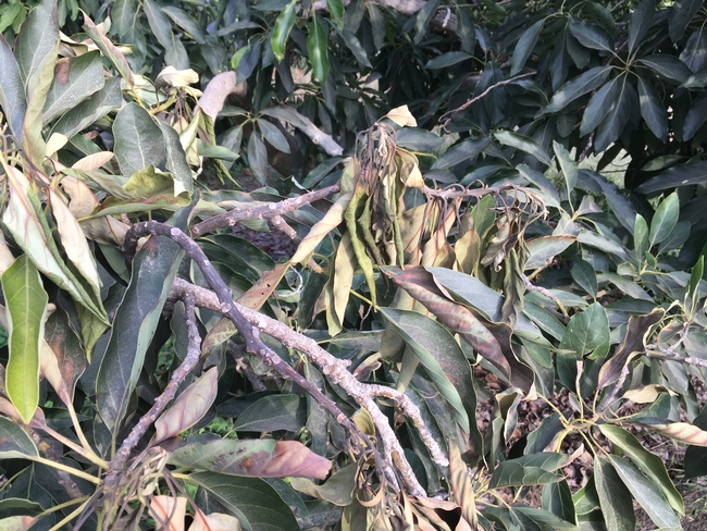 heat damage to avocado leaves