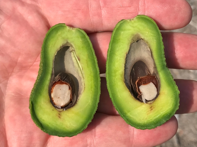 Heat damaged young avocado  fruit