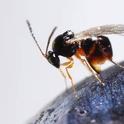 beneficial wasp G. brasiliensis Daane