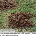 gopher Crescent-shaped mound and plugged burrow opening of a pocket gopher