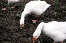 weeder geese